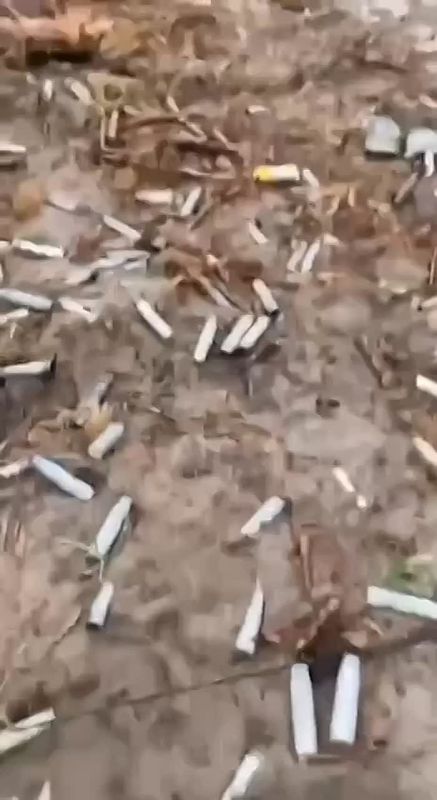 Леса под Кременной – это отдельная тема для долгих разговоров