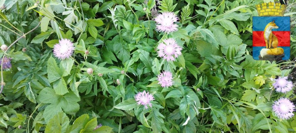 В городе продолжаются работы по уборке мусора, сухостойных растений и деревьев, очистке бордюр, также идет покос травы