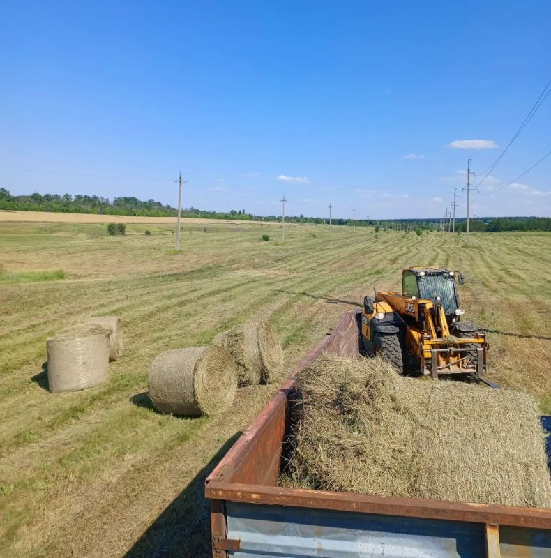 Владимир Чернев: Животноводческие предприятия Старобельского муниципального округа активно заготавливают сено и солому