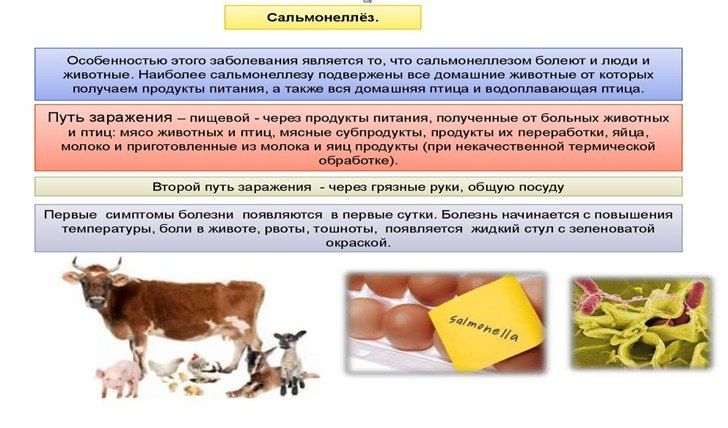 Сальмонеллёз встречается у животных — сельскохозяйственных (телята, поросята, ягнята, жеребята, домашняя птица), мелких домашних (собаки, кошки и др.), диких и других животных