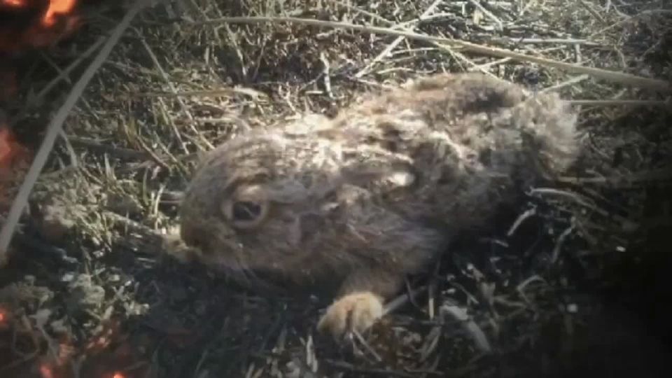 Владимир Чернев: Задумайтесь, с чего начинается лесной пожар?