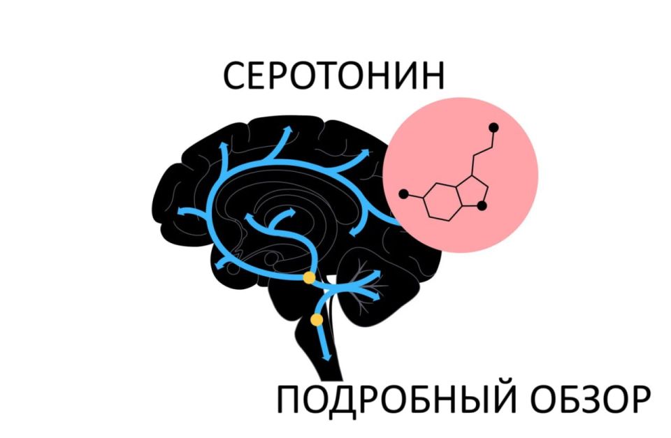 ,    5- (5-HT),    ,         