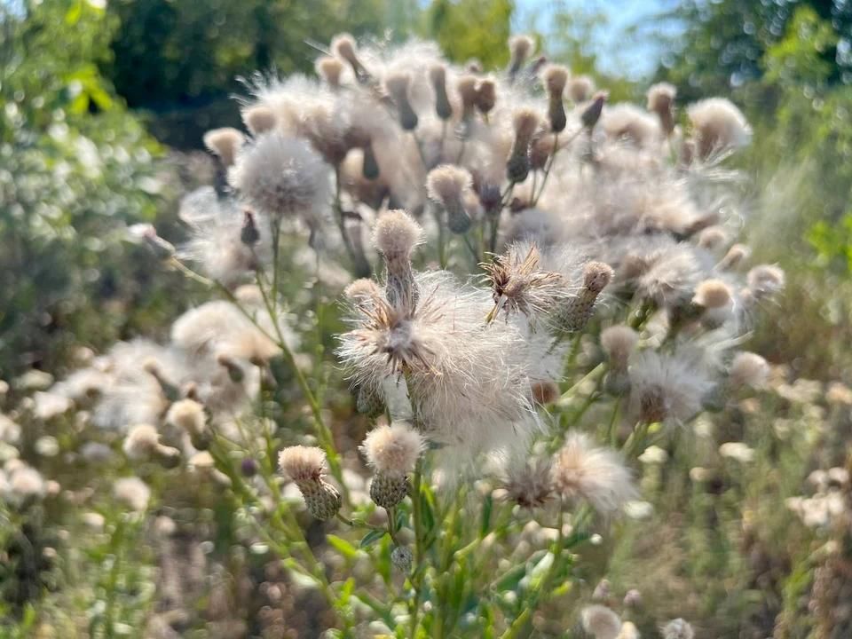 Летний зной, дожди и грозы обещают синоптики ЛНР на 1 августа
