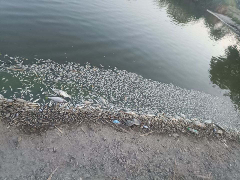 Жалоб на загрязнение Луганского моря в Федеральное агентство водных ресурсов не поступало