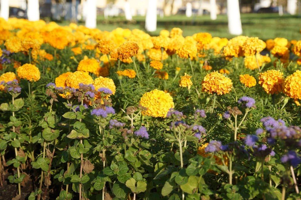 � ��� �������� ����� ��������� ���������� ������������ ��������