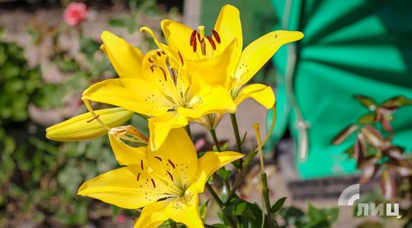 Синоптики прогнозируют 4 августа в ЛНР до 32 градусов жары, местами дождь с грозой