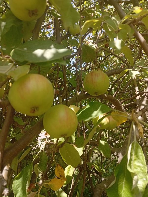 Погода на 4 августа: от прохладного утра до жаркого дня!