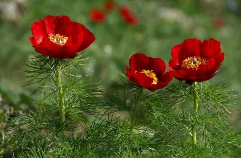 � ��� �������� ��������������� ��������� ���������� ����� �������� ����� 5,4 ���