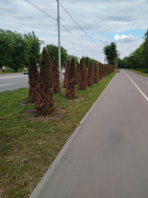 Луганские туи на улице Оборонной страдают не только от жары, но и от вредителей