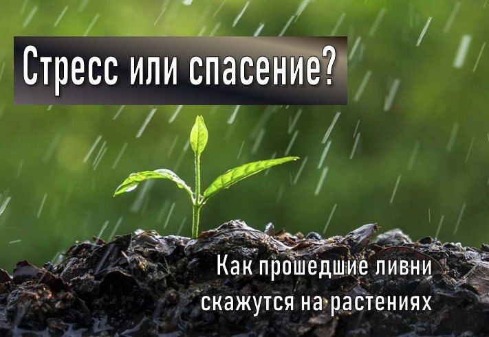 Влияние прошедших ливней на растения: Стресс или спасение