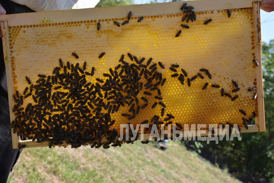 � ������������� ������ ������� ���������� ����