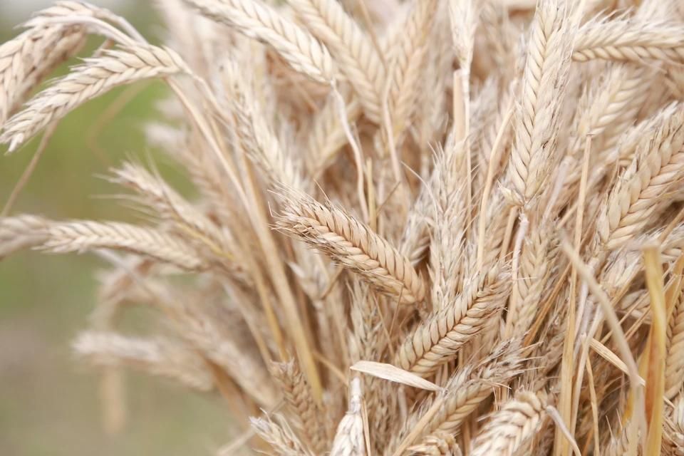 ����� 650 ����� ���� ����� � ������������ ������� ������� ���