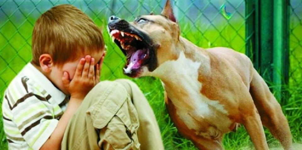 Осторожно: животные!. Много людей страдает от укусов собак