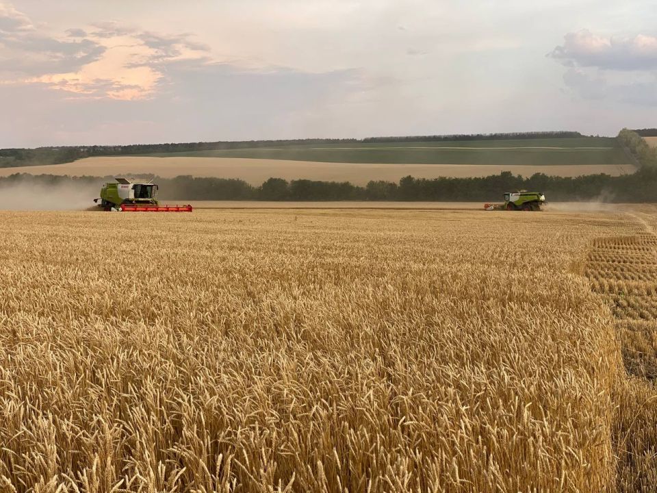 Аграрии Старобельского муниципального округа завершают уборочную кампанию зерновых культур 2025 года