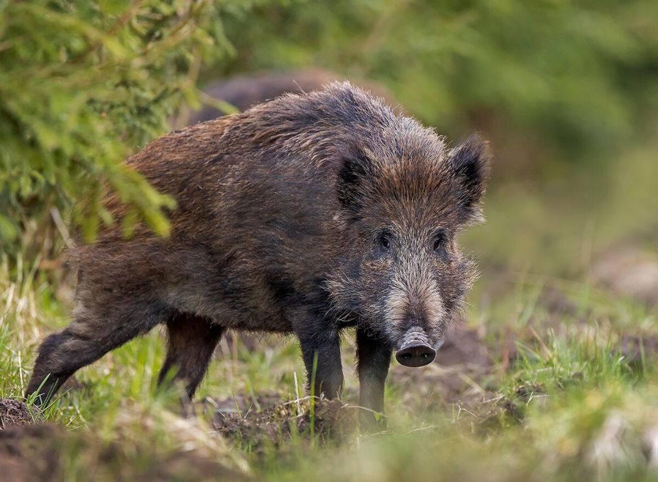 С целью обеспечения эпизоотической безопасности информируем, что в случаях выявления заболевания или падежа животных незамедлительно сообщать в ГБУ ЛНР СББЖ Станично-Луганского района по адресу: ул. Горького, д. 117А, пгт....