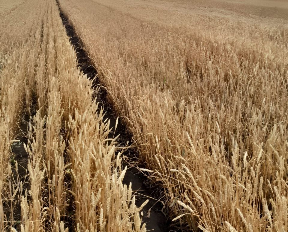 На базе Старобельской сортоиспытательной станции Луганского аграрного университета им. К.Е. Ворошилова завершился большой полевой эксперимент