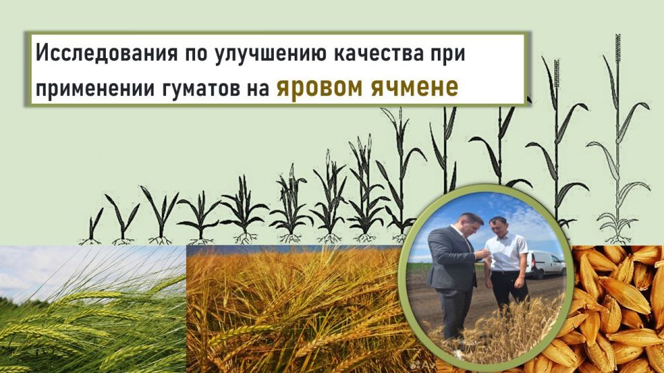Опыт применения стимулятора “Гумат Рост” на яровом ячмене в подсобном хозяйстве в Старобельском районе
