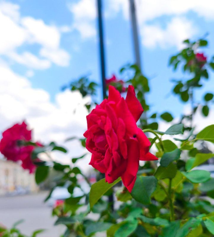 Доброе утро Кировск!. Пусть этот день будет лёгким, продуктивным и наполнен хорошим настроением! @agklnr #КировскЛНР