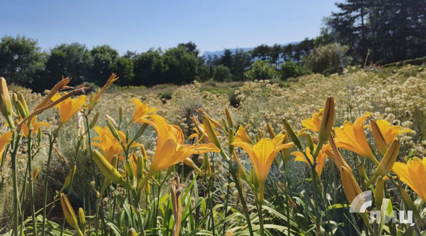 Пульс региона: ряд новостей для ЛНР за 16–18 августа