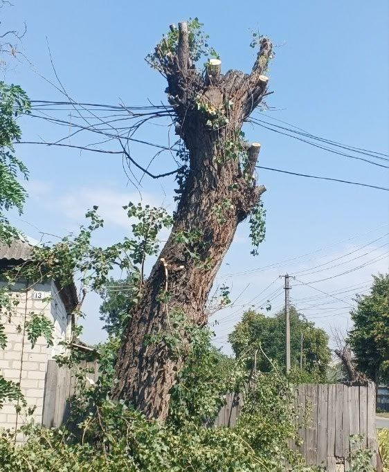 Владимир Чернев: Ко мне обратились жители города Старобельск с просьбой об устранении аварийных деревьев