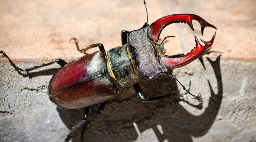 Обитающие в ЛНР жук-олень, филин, сапсан и черный аист получили защиту объединенной дирекции