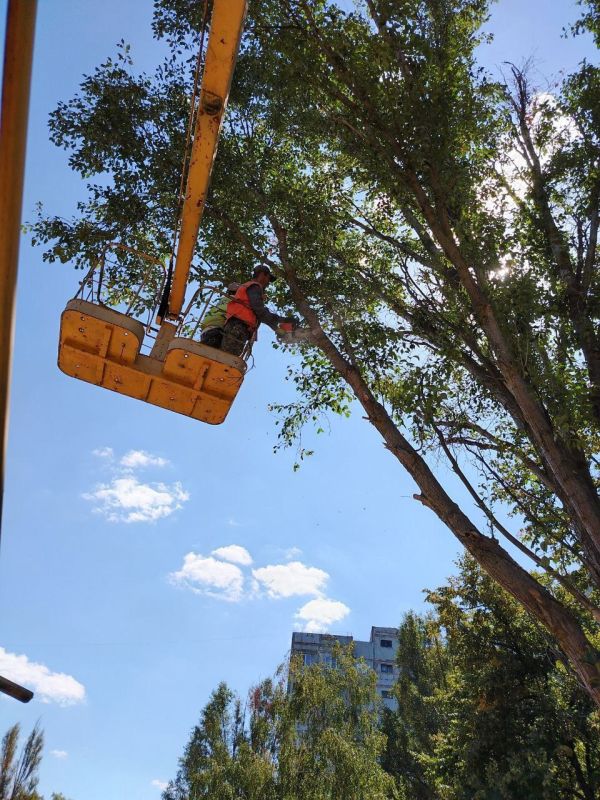 Андрей Рубанцов: Сегодня сотрудники МУП «СКАТ» продолжают спил аварийных деревьев на квартале Гагарина, 30