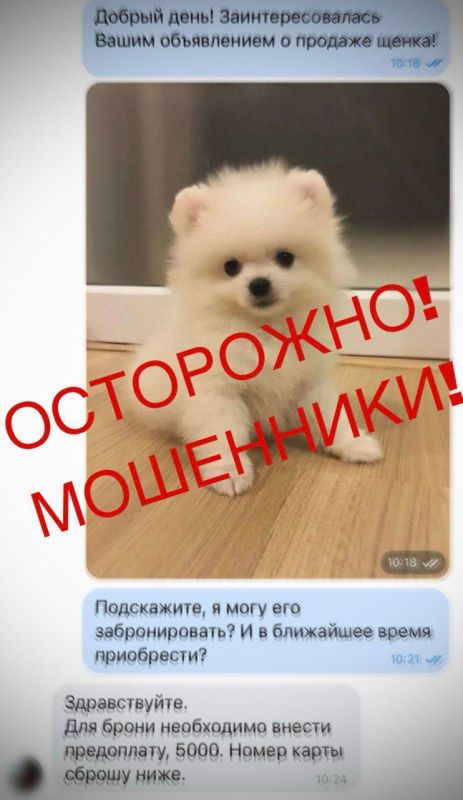 Жительница Ирмино хотела купить щенка, но в итоге лишилась 20 тыс