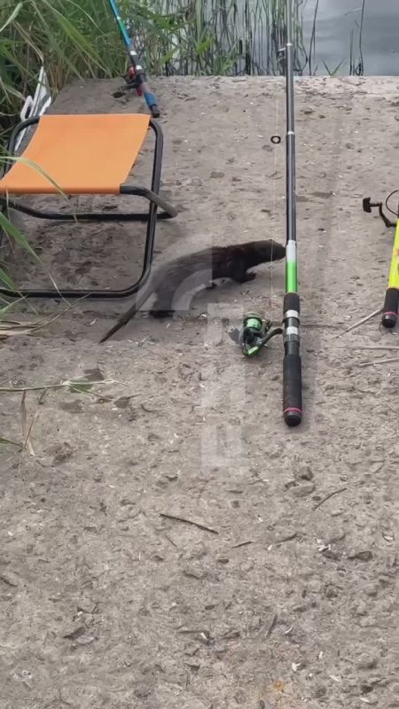 ��� ����� �������� ������� ����� ����������� �������� �� ��������� �����
