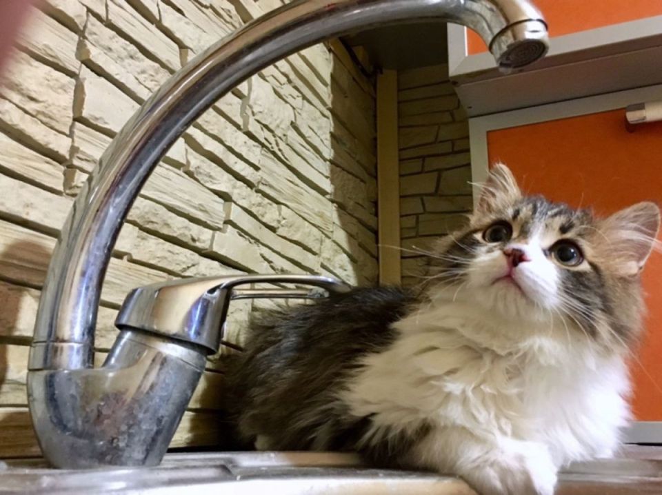 Государственное унитарное предприятие "Лугансквода" назвало адреса, по которым 29 августа возможно прекращение подачи воды из-за ремонтных работ