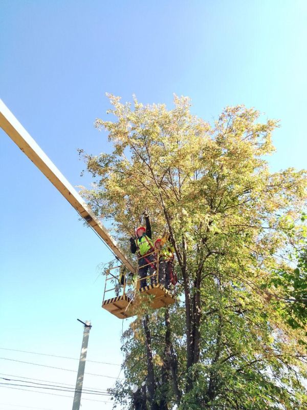 Рабочая группа из Удмуртии продолжает санитарную опиловку деревьев в посёлке Белое