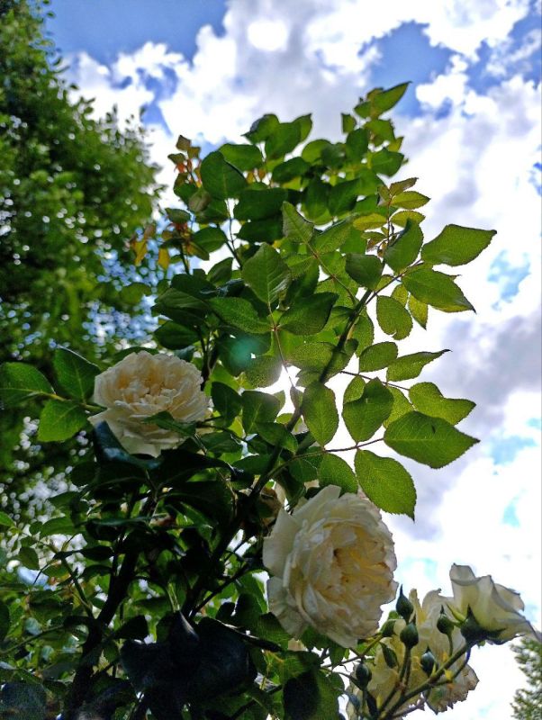 Доброе утро, Кировск!. Желаем светлого, лёгкого,и бодрого дня и замечательных выходных! @agklnr #Кировск