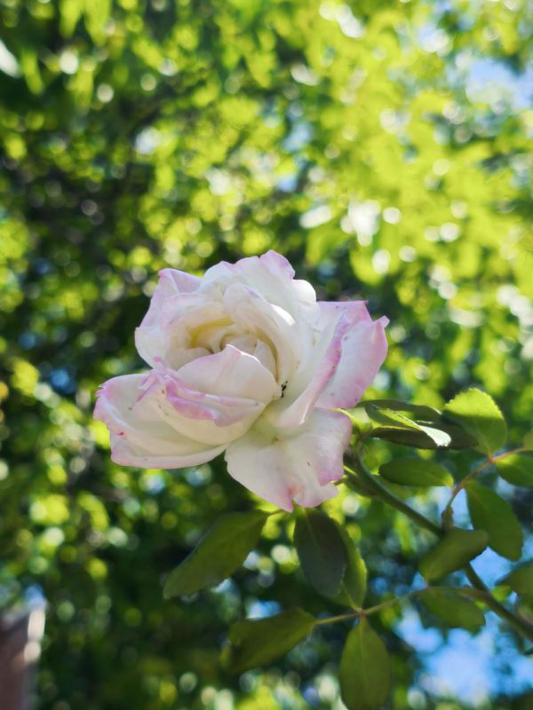 Доброе утро, кировчане!. Пусть настроение ваше будет солнечным, а день принесёт только положительные эмоции! @agklnr #Кировск