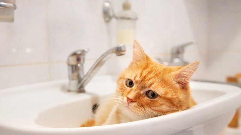 К сведению жителей Луганска!