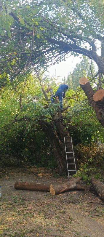 В адрес Главы Старобельского муниципального округа Владимира Чернева поступили обращения от жителей города с просьбой устранить аварийные деревья, представляющие потенциальную угрозу для безопасности