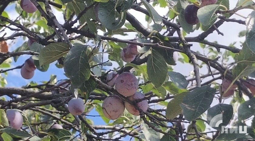 Пульс региона: чем жила Республика 5 сентября