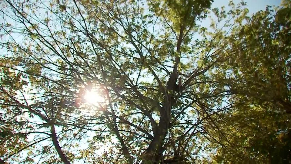 «На аллее установим порядка 40 лавочек и детскую площадку»