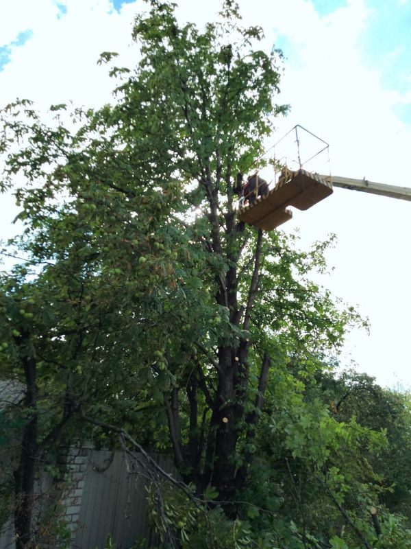 В посёлке Белое продолжается санитарная опиловка деревьев для обеспечения бесперебойной работы уличного освещения