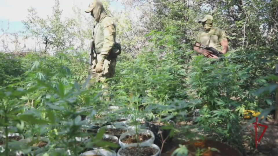 В ЛНР при содействии Росгвардии ликвидирована наркоплантация