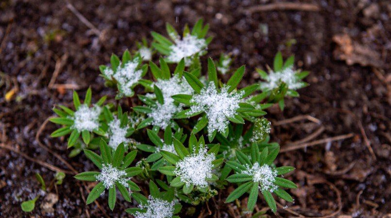 Заморозки на поверхности почвы до минус двух градусов ожидаются на территории ЛНР 13 сентября