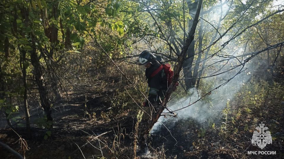 За сутки в ЛНР выгорело 92 гектара сухостоя
