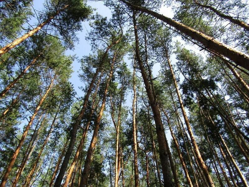 ������ �������: ��������� �������� ���������� ������ ������� � ������������� ������������� ����� ��������� ���