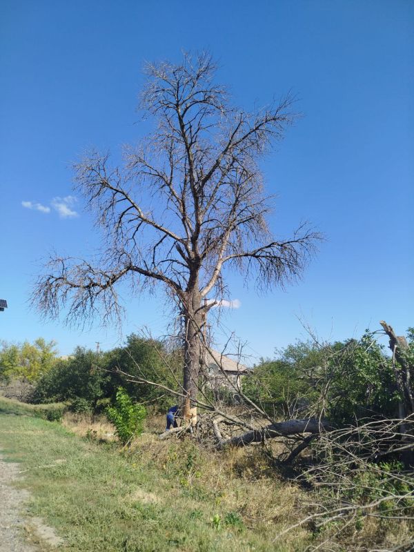 Работники МБУ Центр "Благоустройство" на постоянной основе выполняют работы по обрезке и кронированию аварийных деревьев по обращениям граждан