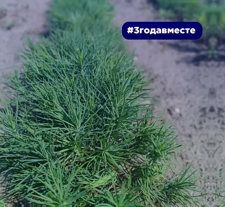 Минприроды ЛНР: за #3годавместе с Россией восстановлено 951,8 га лесных культур