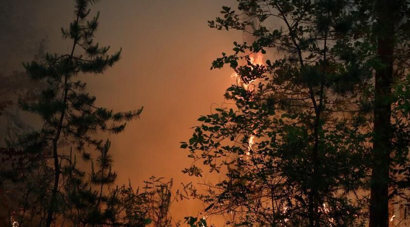 Более 200 лесных пожаров произошло в ЛНР с начала года — Минприроды ЛНР