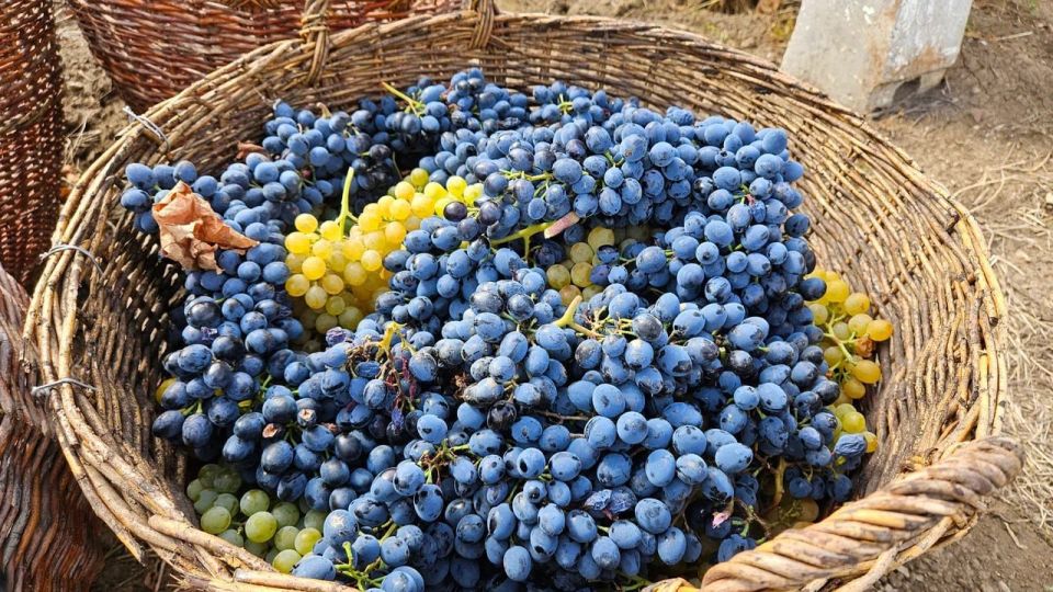 Школьники помогают аграриям ЛНР собирать виноград