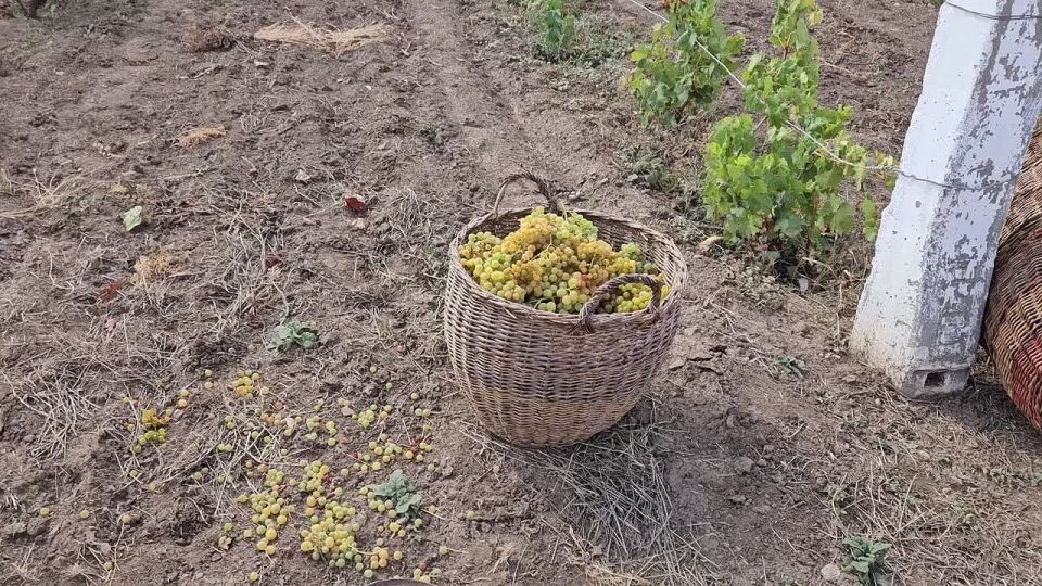 Виноделы Республики начали сбор урожая - технических сортов винограда Винодел Константин Савин продолжает дело своего отца