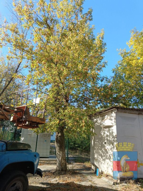 Чистота и благоустройство городских пространств и территорий является сферой ответственности коммунальных служб города