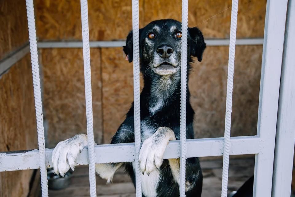 В ЛНР откроют приюты для бездомных животных