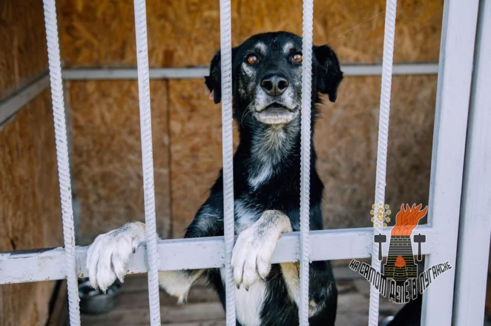 Проблема с бродячими животными в ЛНР будет решена в следующем году