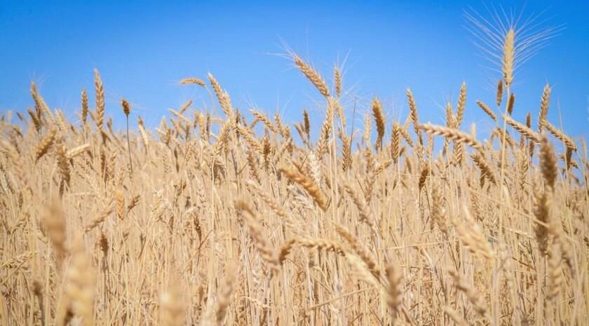 ЛНР намерена сотрудничать с Брянской областью в сфере сельского хозяйства